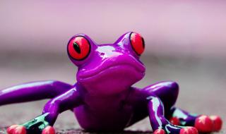 青蛙是两性动物吗 青蛙是什么动物